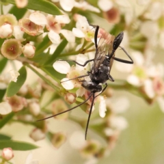 Evaniidae (family) at Dryandra St Woodland - 24 Dec 2023 02:35 PM