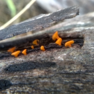 Dacrymyces sp. at Cooma North Ridge Reserve - 27 Dec 2023 01:59 PM