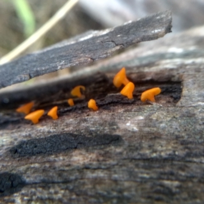 Dacrymyces sp. at Cooma, NSW - 27 Dec 2023 by mahargiani