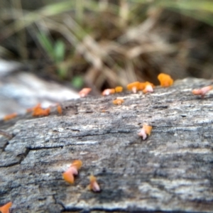 Dacrymyces sp. at Cooma North Ridge Reserve - 27 Dec 2023 01:59 PM