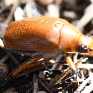 Anoplognathus sp. (genus) at Holt, ACT - 27 Dec 2023