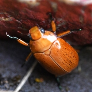 Anoplognathus sp. (genus) at Holt, ACT - 27 Dec 2023