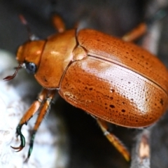 Anoplognathus sp. (genus) at Holt, ACT - 27 Dec 2023 04:44 PM