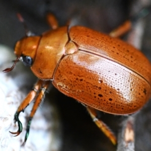 Anoplognathus sp. (genus) at Holt, ACT - 27 Dec 2023