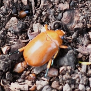 Anoplognathus sp. (genus) at Holt, ACT - 27 Dec 2023