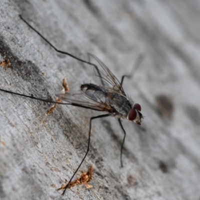 Senostoma sp. (genus) (A parasitoid tachinid fly) at Holt, ACT - 23 Dec 2023 by Sammyj87