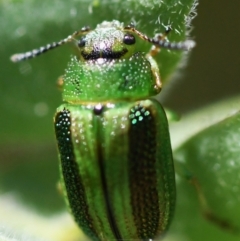 Calomela vittata (Acacia leaf beetle) at Holt, ACT - 12 Nov 2023 by Sammyj87