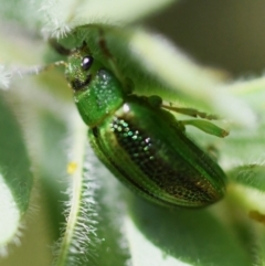 Calomela vittata at Holt, ACT - 12 Nov 2023