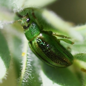 Calomela vittata at Holt, ACT - 12 Nov 2023