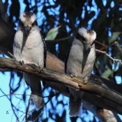 Dacelo novaeguineae (Laughing Kookaburra) at Holt, ACT - 18 Nov 2023 by Sammyj87