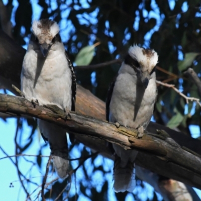 Dacelo novaeguineae (Laughing Kookaburra) at Holt, ACT - 18 Nov 2023 by Sammyj87