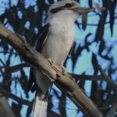 Dacelo novaeguineae at Holt, ACT - 18 Nov 2023 06:48 AM