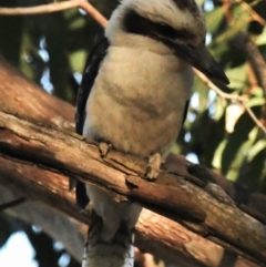 Dacelo novaeguineae at Holt, ACT - 18 Nov 2023 06:48 AM