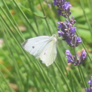 Pieris rapae at QPRC LGA - 27 Dec 2023 12:32 PM