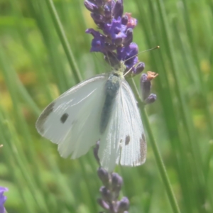 Pieris rapae at QPRC LGA - 27 Dec 2023 12:32 PM