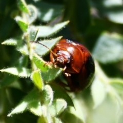 Dicranosterna immaculata (Acacia leaf beetle) at Holt, ACT - 7 Oct 2023 by Sammyj87