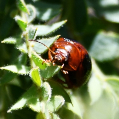 Dicranosterna immaculata (Acacia leaf beetle) at Holt, ACT - 7 Oct 2023 by Sammyj87