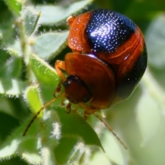 Dicranosterna immaculata at Holt, ACT - 7 Oct 2023