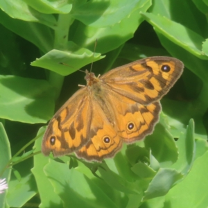 Heteronympha merope at QPRC LGA - 27 Dec 2023