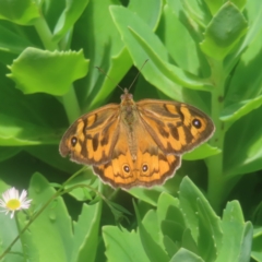 Heteronympha merope at QPRC LGA - 27 Dec 2023 01:52 PM