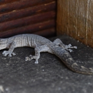 Christinus marmoratus at Holt, ACT - 29 Oct 2023