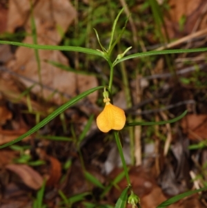 Pigea stellarioides at Sheldon, QLD - suppressed