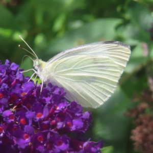 Pieris rapae at QPRC LGA - 27 Dec 2023 01:53 PM