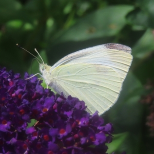 Pieris rapae at QPRC LGA - 27 Dec 2023 01:53 PM