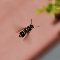 Eumeninae (subfamily) (Unidentified Potter wasp) at Holt, ACT - 29 Oct 2023 by Sammyj87