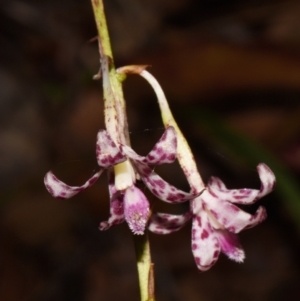 Dipodium variegatum at Sheldon, QLD - suppressed