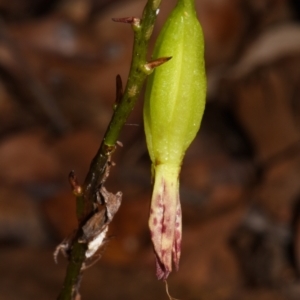 Dipodium variegatum at Sheldon, QLD - suppressed