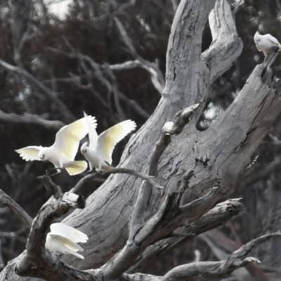 Cacatua sanguinea (Little Corella) at Mulligans Flat - 19 Aug 2023 by Sammyj87