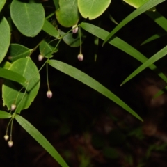 Eustrephus latifolius (Wombat Berry) at Sheldon, QLD - 27 Dec 2023 by PJH123