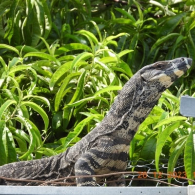 Varanus varius (Lace Monitor) at Oakdale, NSW - 26 Dec 2023 by bufferzone