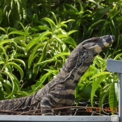 Varanus varius at Wollondilly Local Government Area - 26 Dec 2023