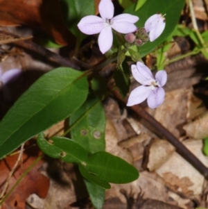 Pseuderanthemum variabile at Sheldon, QLD - suppressed