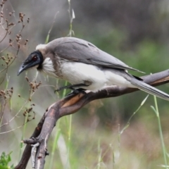 Philemon corniculatus (Noisy Friarbird) at Strathnairn, ACT - 15 Oct 2023 by Sammyj87