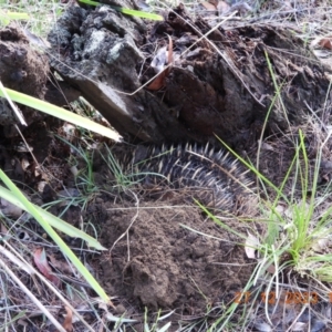 Tachyglossus aculeatus at Wollondilly Local Government Area - 27 Dec 2023