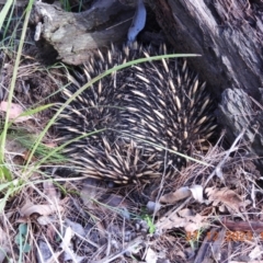 Tachyglossus aculeatus at Wollondilly Local Government Area - 27 Dec 2023