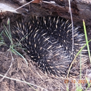Tachyglossus aculeatus at Wollondilly Local Government Area - suppressed