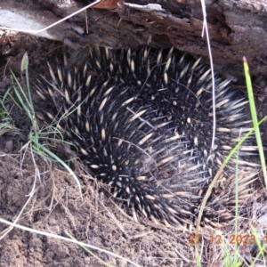Tachyglossus aculeatus at Wollondilly Local Government Area - 27 Dec 2023