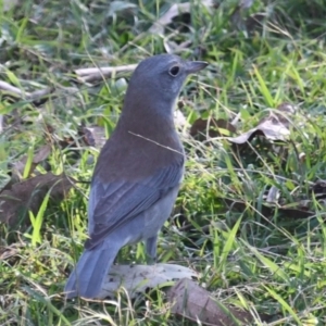 Colluricincla harmonica at Ginninderry Conservation Corridor - 11 Jun 2023