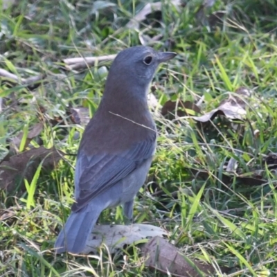 Colluricincla harmonica (Grey Shrikethrush) at Strathnairn, ACT - 11 Jun 2023 by Sammyj87