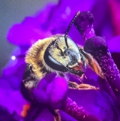 Leioproctus (Leioproctus) amabilis (A plaster bee) at Murrumbateman, NSW - 26 Dec 2023 by amiessmacro