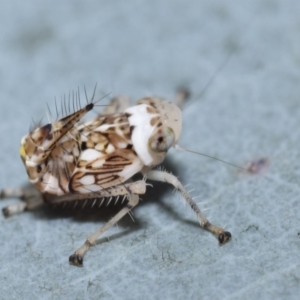 Cicadellidae (family) at QPRC LGA - 27 Dec 2023 11:32 AM