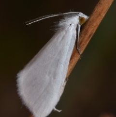 Tipanaea patulella (A Crambid moth) at QPRC LGA - 27 Dec 2023 by DianneClarke