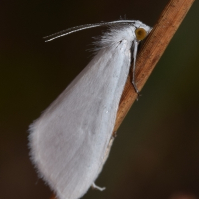 Tipanaea patulella (The White Crambid moth) at QPRC LGA - 27 Dec 2023 by DianneClarke