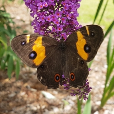 Tisiphone abeona (Varied Sword-grass Brown) at Penrose - 18 Dec 2023 by Aussiegall