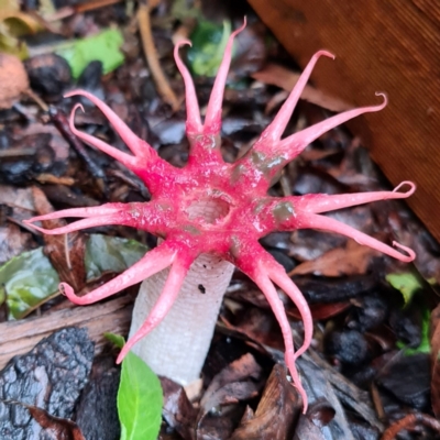 Aseroe rubra (Anemone Stinkhorn) at Gordon, ACT - 25 Dec 2023 by Schow