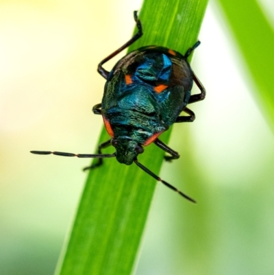 Cermatulus nasalis (Predatory shield bug, Glossy shield bug) at Penrose - 23 Dec 2023 by Aussiegall